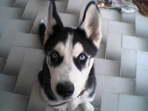 buddy Erkek Sibirya Kurdu (Husky)