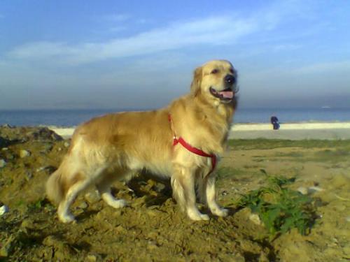 max Erkek Golden Retriever