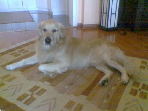 max Erkek Golden Retriever