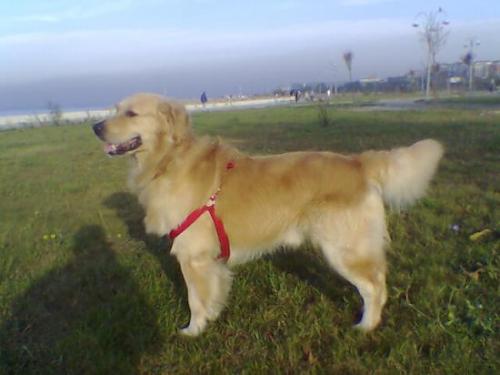 max Erkek Golden Retriever