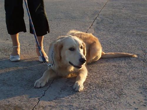 arçi Erkek Golden Retriever