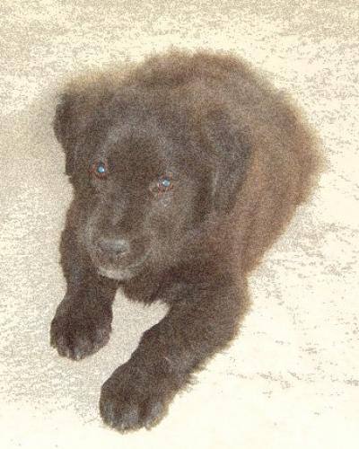 darky jr. Erkek Flat Coated Retriever