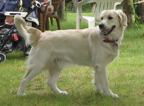 kizim Dişi Golden Retriever