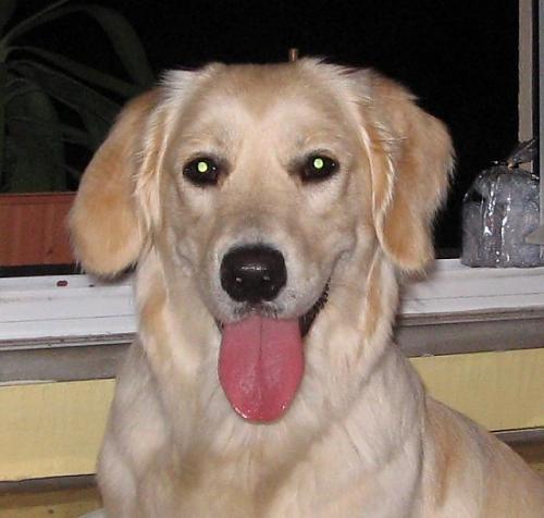 kizim Dişi Golden Retriever