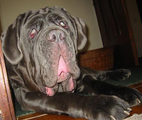 zeus Erkek Mastiff