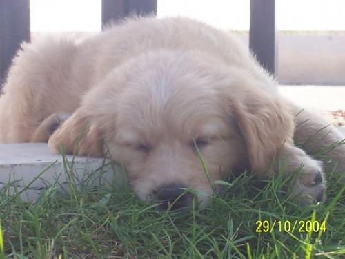 neo Erkek Golden Retriever