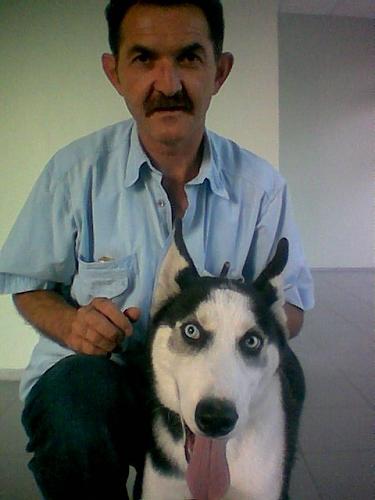 şalki Erkek Sibirya Kurdu (Husky)