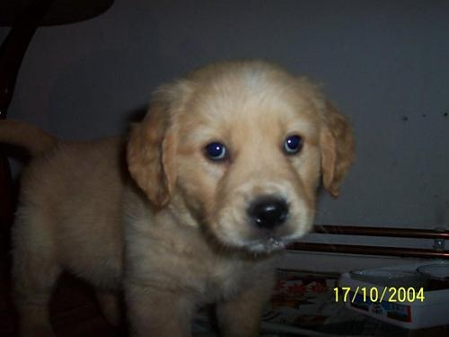 neo Erkek Golden Retriever