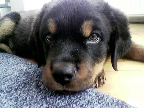 ates Erkek Rottweiler