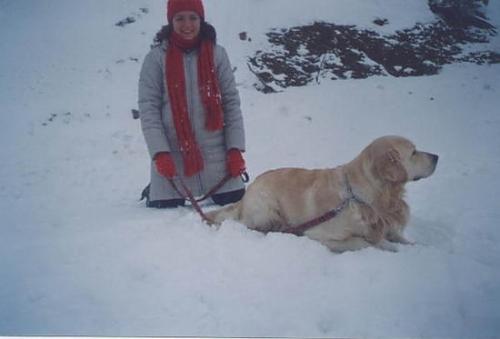 max Erkek Golden Retriever