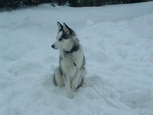 donjuan Erkek Sibirya Kurdu (Husky)