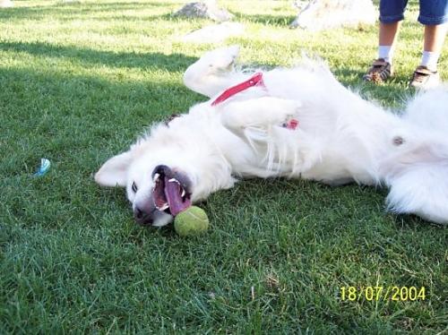 zeytin Erkek Golden Retriever