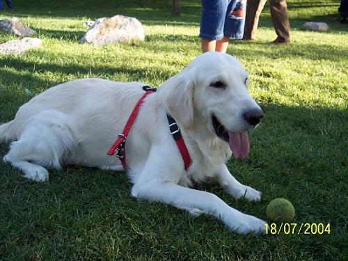 zeytin Erkek Golden Retriever