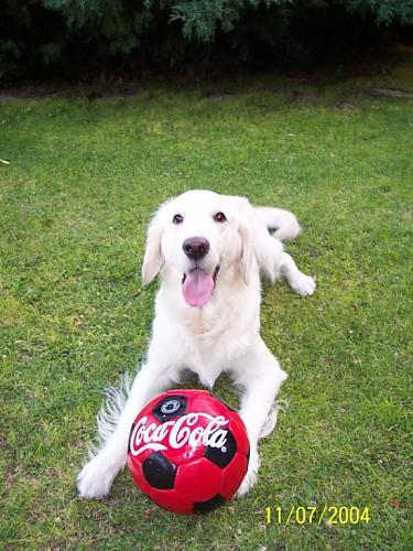 zeytin Erkek Golden Retriever