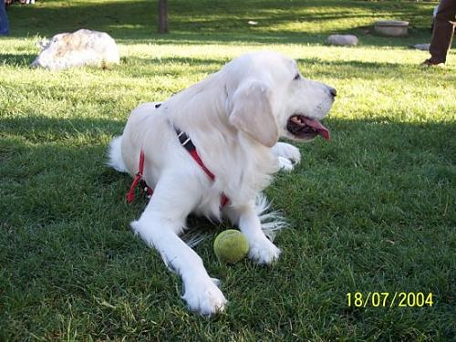 zeytin Erkek Golden Retriever