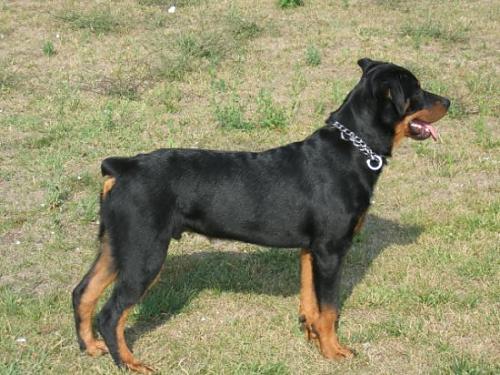 abbas Erkek Rottweiler