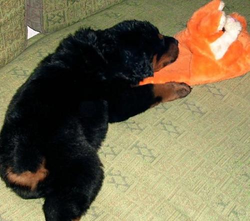 efe``s Erkek Rottweiler