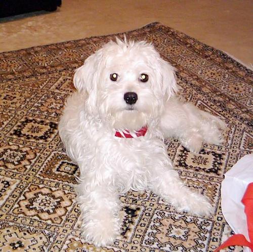 petite Dişi West Highland White Terrier