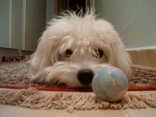 petite Dişi West Highland White Terrier