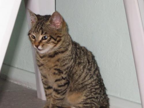 yumak Erkek American Wirehair