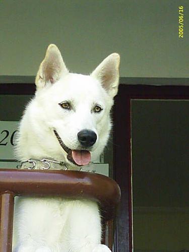 ice Erkek Sibirya Kurdu (Husky)