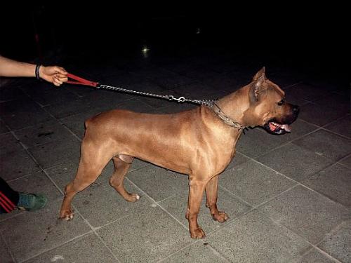 bazil Erkek Mastiff