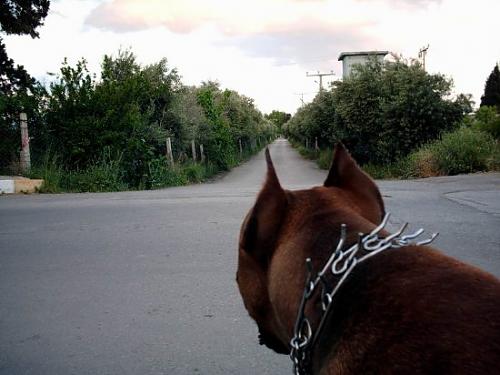 bazil Erkek Mastiff