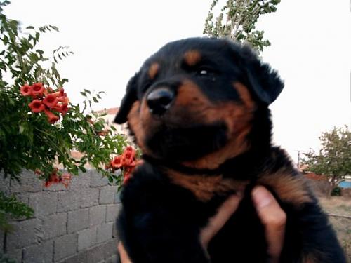 efe``s Erkek Rottweiler