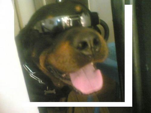 efe Erkek Rottweiler