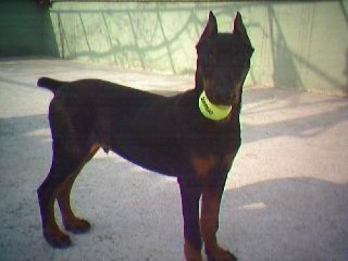 t_rex Erkek Doberman Pinscher