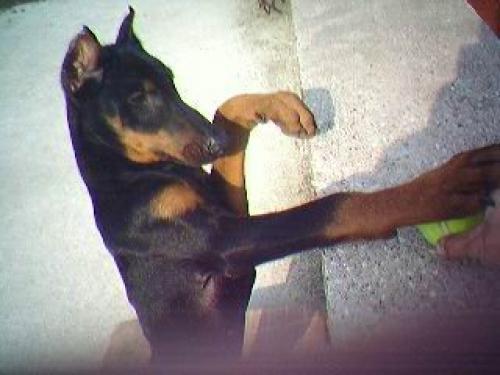 t_rex Erkek Doberman Pinscher