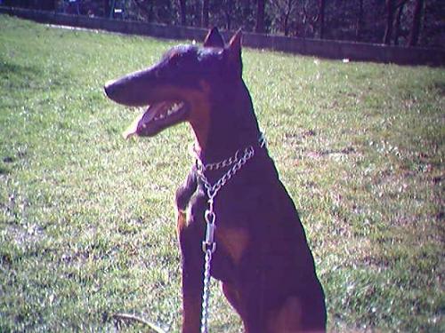 t_rex Erkek Doberman Pinscher