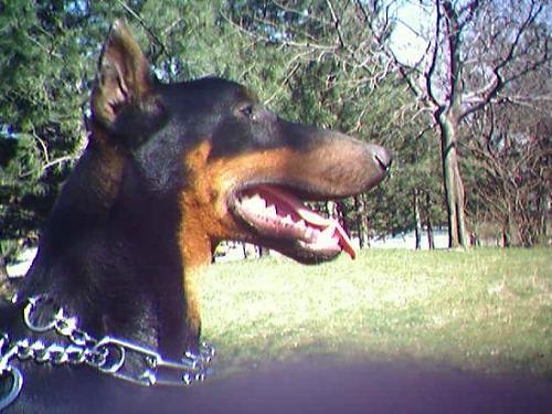 t_rex Erkek Doberman Pinscher