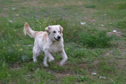 pogo Erkek Golden Retriever