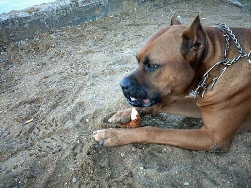 bazil Erkek Mastiff