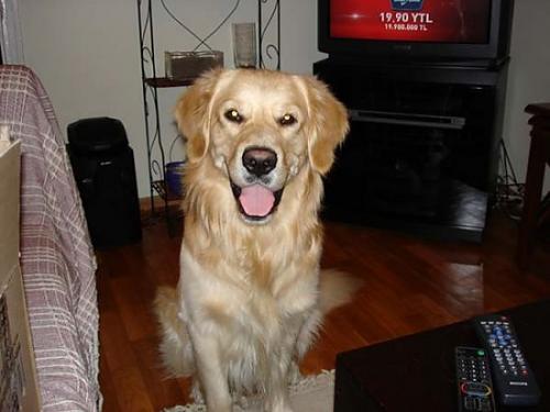 murphy Erkek Golden Retriever