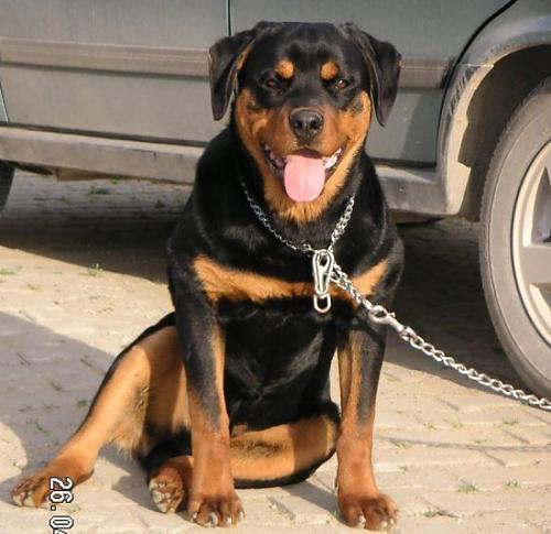 altar Erkek Rottweiler