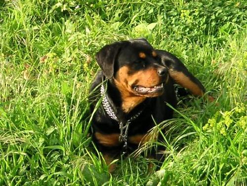 altar Erkek Rottweiler