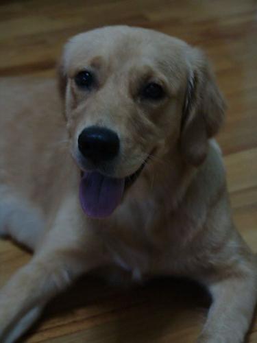 badem Dişi Golden Retriever