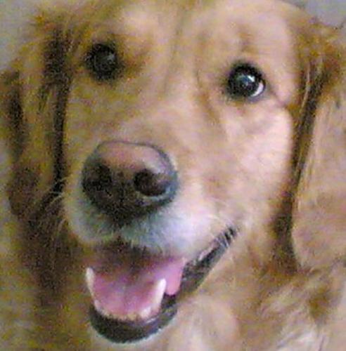 dolce Dişi Golden Retriever