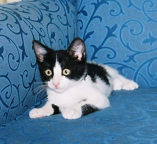 oglus Erkek European Shorthair