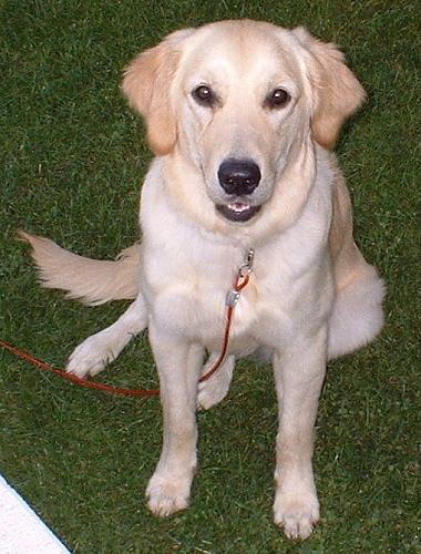 cadı Dişi Golden Retriever