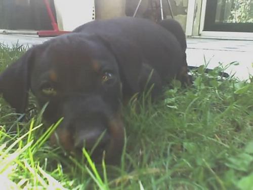 rock lee Erkek Doberman Pinscher