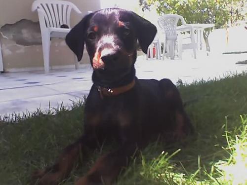 rock lee Erkek Doberman Pinscher