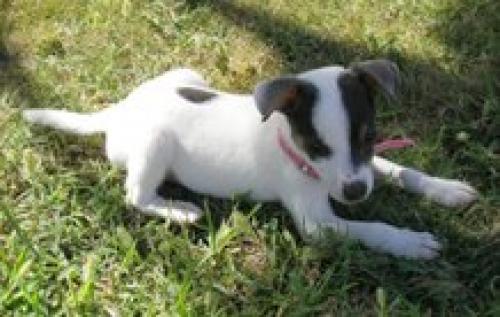 chere Dişi Jack Russell Terrier