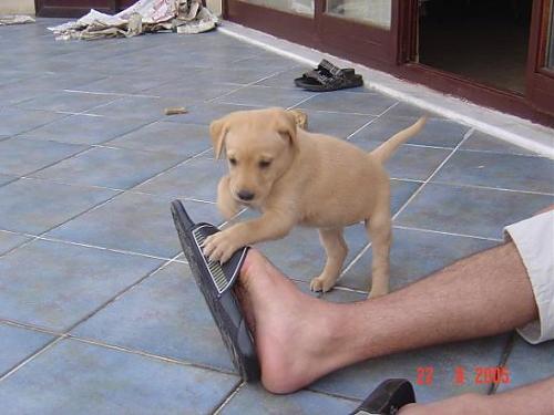 tarçın Dişi Labrador Retriever