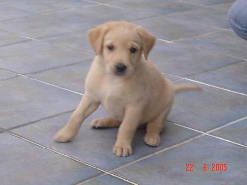 tarçın Dişi Labrador Retriever