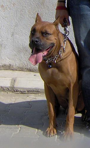 bazil Erkek Mastiff