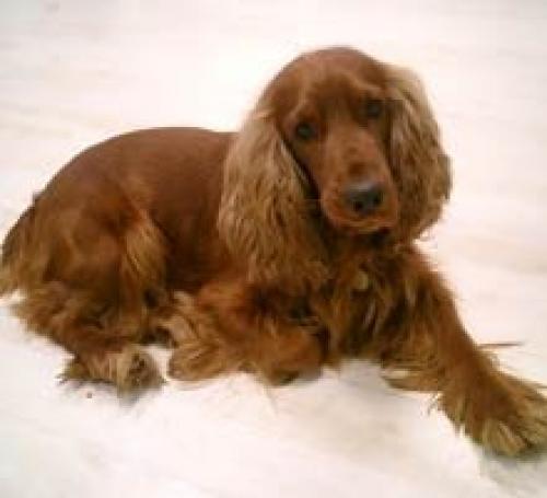 cookie Erkek İngiliz Cocker Spaniel