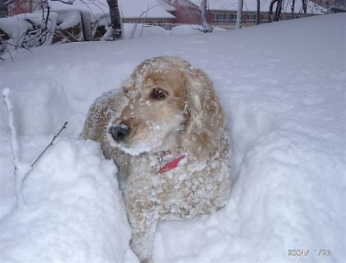 zeyna Dişi Amerikan Cocker Spaniel